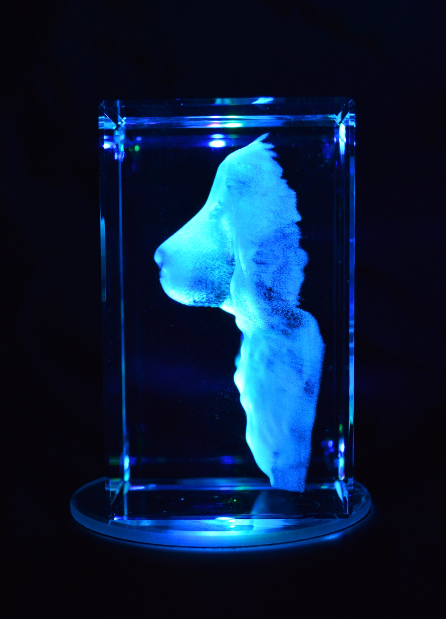 fotografia en 3d de mascotas